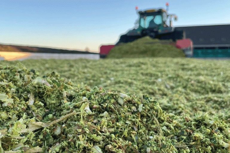 Inkuilen en snel voeren van de nieuwe mais