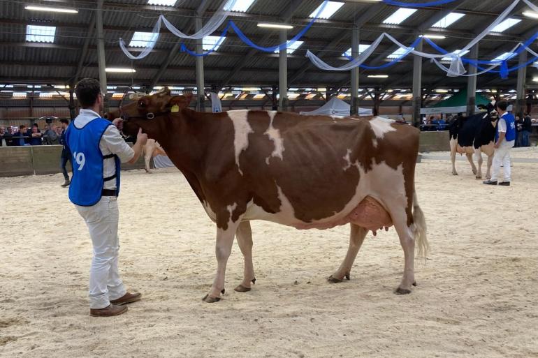 NRP Awesome Amberlee won in Oenkerk zowel de titel Best Red als het algemeen kampioenschap