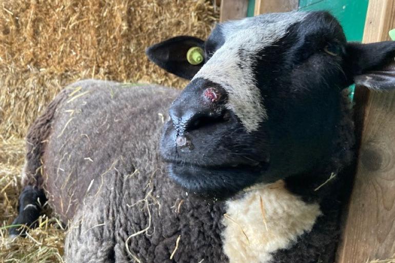 De nieuwe blauwtongvariant werd zowel bij schapen als bij koeien gevonden