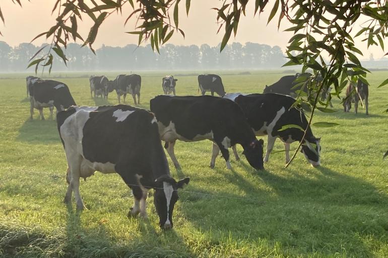 Dankzij de toegenomen hoeveelheid suiker is het gras erg smaakvol