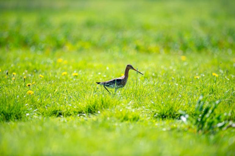 De Friese vogelaars schrijven het slechte broedsucces onder andere toe aan de hoge druk van predatoren.