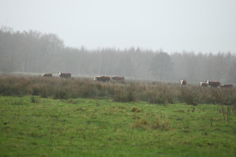 Met het huidige beleid worden de doelstellingen uit de stikstofwet bij lange na niet gehaald