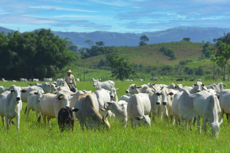 Nelores in Brazilië