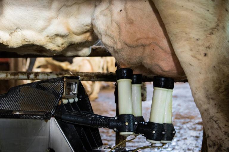 Fokken op uiergezondheid heeft geleid tot een daling van het percentage subklinische mastitis met 10 procentpunt