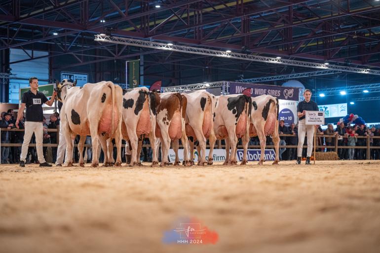 CRV liet in Leeuwarden ook een groep stiermoeders zien (foto: Fleur Maartje Bakker)