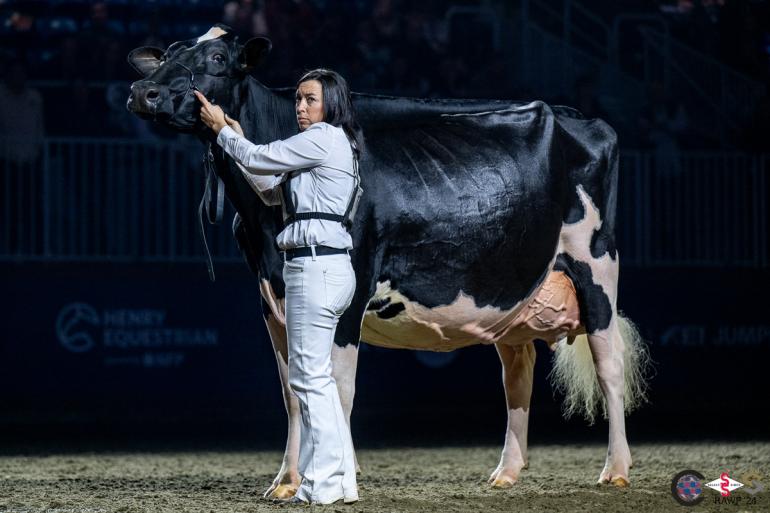 Na de winst in Madison bond Jeffrey-Way Hard Rock Twigs ook de Royal Winter Fair aan haar zegekar (foto: Cowsmopolitan)