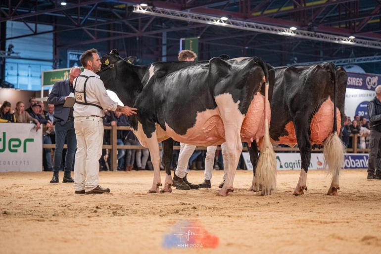 Doormandochter Bons-Holstein Koba 245 wint zwartbontkeuring op de HHH-show (foto: Fleur Maartje Bakker)