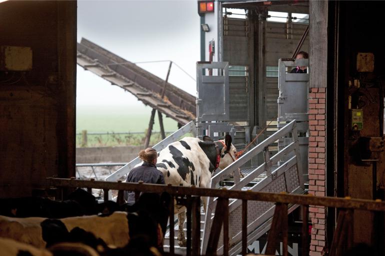 Als een dier toch wordt vervoerd naar een slachthuis en daar alsnog door de NVWA wordt afgekeurd, kan dat gevolgen hebben voor zowel de veehouder als de dierenarts