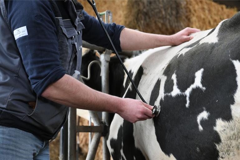 Voor spoedvisites worden afstanden van dierenklinieken naar de veehouders groot in Noord Nederland