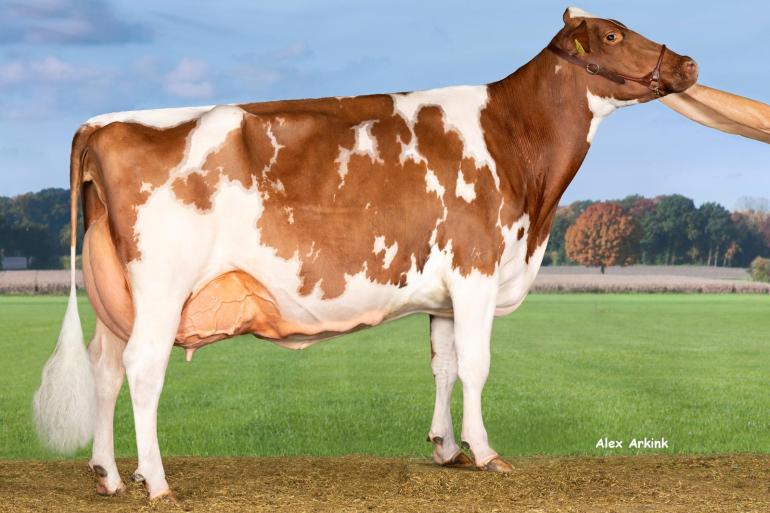 Jansje 703 (v. Jacot), productie: 4.08 666 22.186 4,21 3,72 lw 108