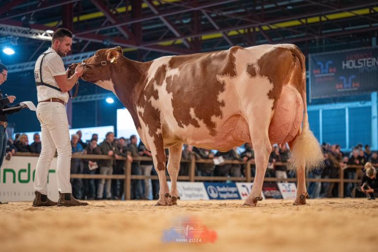 Jansje 703 van firma De Groot heeft op de roodbontkeuring het algemeen kampioenschap gewonnen (foto: Fleur Maartje Bakker)