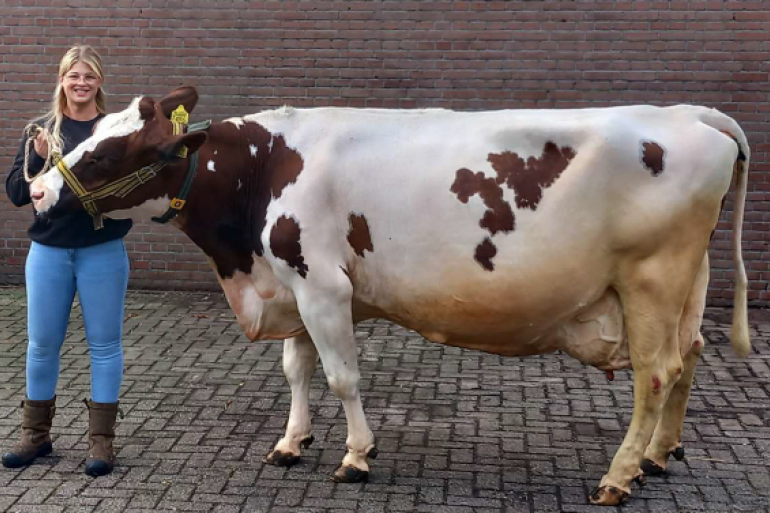 Winnares Heintje 222 passeerde begin november de grens van 10 ton vet en eiwit