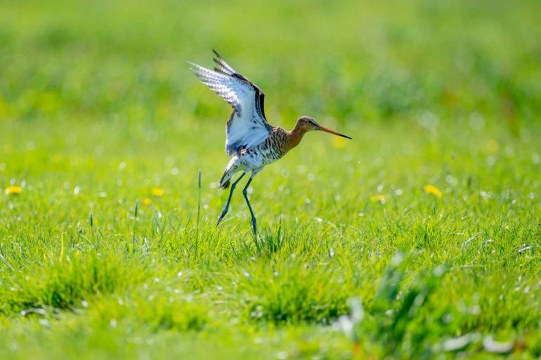 Het extra geld is onder meer voor het aanleggen van kruidenrijk grasland voor weidevogels