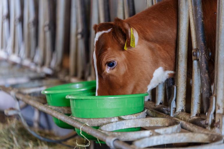 Vooral kalveren in de eerste levensmaand zijn vatbaar voor E-coli