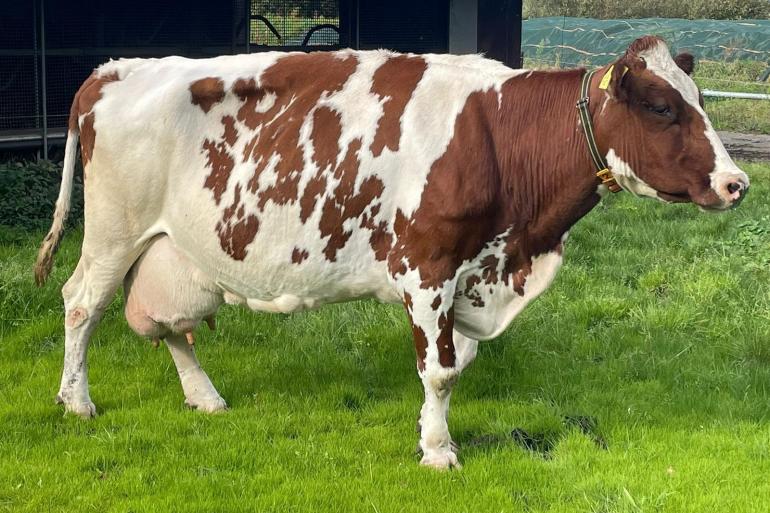 Dies 54 is zestien jaar oud, maar nog heel vitaal en weer drachtig (foto: Harrie van Leeuwen)