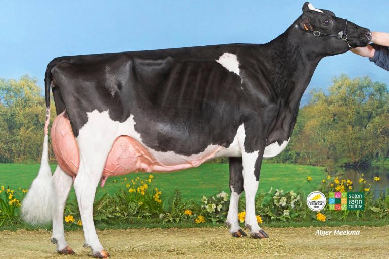 De met 95 punten ingeschreven Emeline produceerde tot nu toe ruim 149.000 kg melk (foto uit 2018)