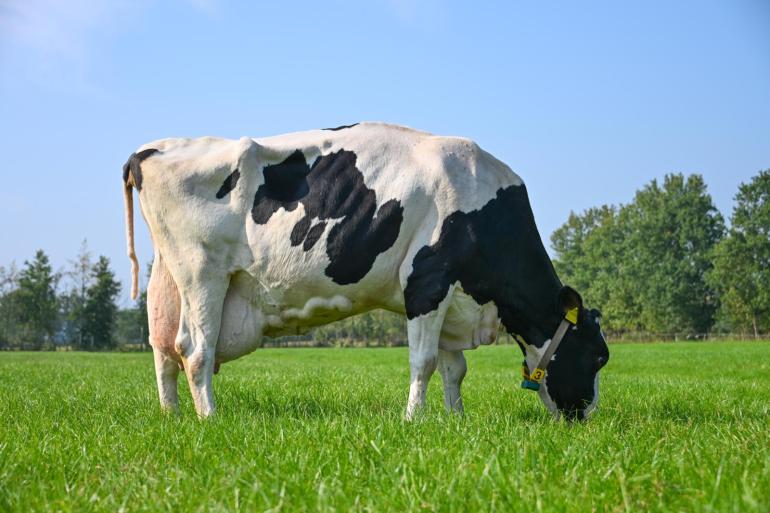 De huidige lactatie van Grietje begon in april 2021, maar ze geeft elke dag nog 16 kg melk (foto: Henk Lomulder)