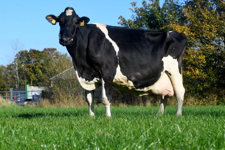 Sietske 99 was een van de eerste kalveren die werd geboren op het nieuwe melkveebedrijf van Jappie en Anita Smedes (foto: Harrie van Leeuwen)