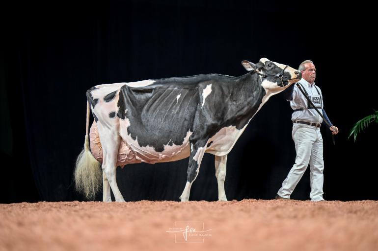 Oakfield Solomon Footloose won dit jaar de World Dairy Expo (foto: Fleur Maartje Bakker)