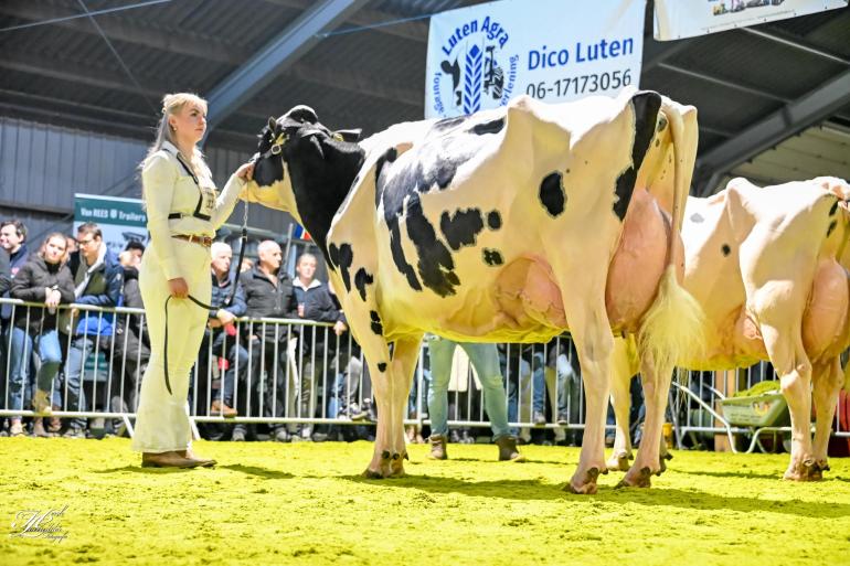 In Wanneperveen won De Wieke Undenied Eve de titel bij de oudere koeien (foto: Henk Lomulder)