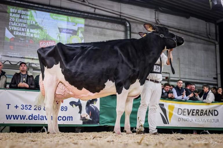 Hullcrest Awesome Sublime wint 15 dagen na afkalven opnieuw de nationale titel van Luxemburg