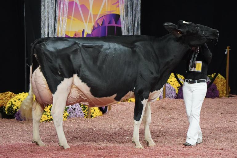 Jeffrey-Way Hardrock Twiggs is uit de uitslagen van de WDE gestreept (foto: Cattleclub)