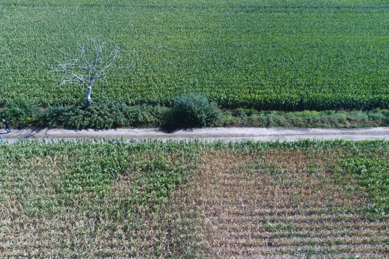 Op een goede vochthoudende zandgrond kost iedere 50 mm neerslagtekort per hectare een ton droge stof aan korrelopbrengst