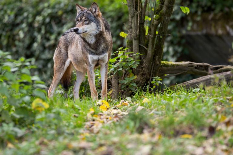 De nieuwe status voor de wolf betekent dat ‘probleemwolven’ op termijn kunnen worden afgeschoten