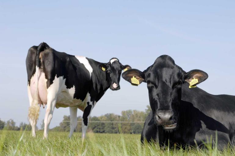 Bij bedrijven met een lage afvoerleeftijd bestaat meer dan de helft van de afgevoerde dieren uit vaarzen en tweedekalfsdieren