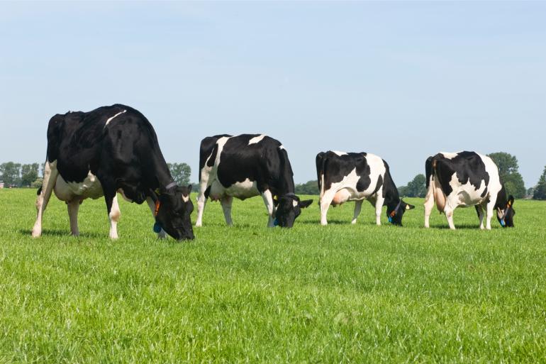 Fh-koeien zijn minder zwaar dan holsteinkoeien en nemen daardoor minder voer op