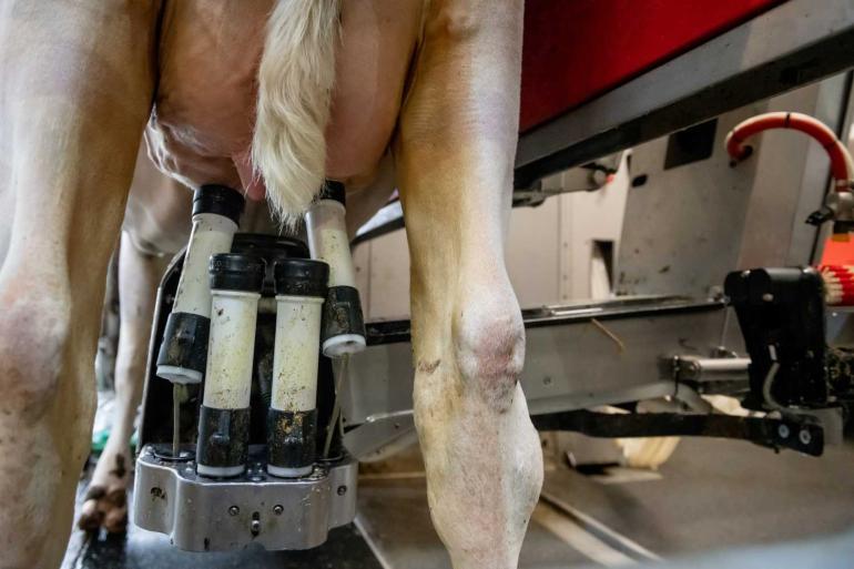 Gemiddeld betaalden de Europese zuivelorganisaties hun leveranciers in november 50,04 euro per 100 kg melk