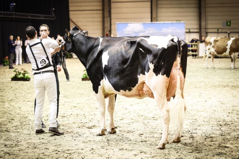 Tijdens Agriflanders 2025 zullen er geen prijskampen gehouden worden voor runderen