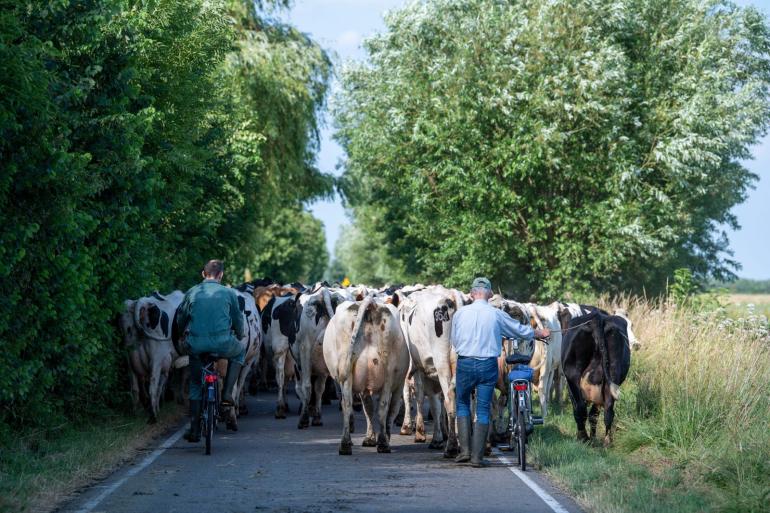 Weidegang maakt mogelijk deel uit van de nieuwe Wet Dieren