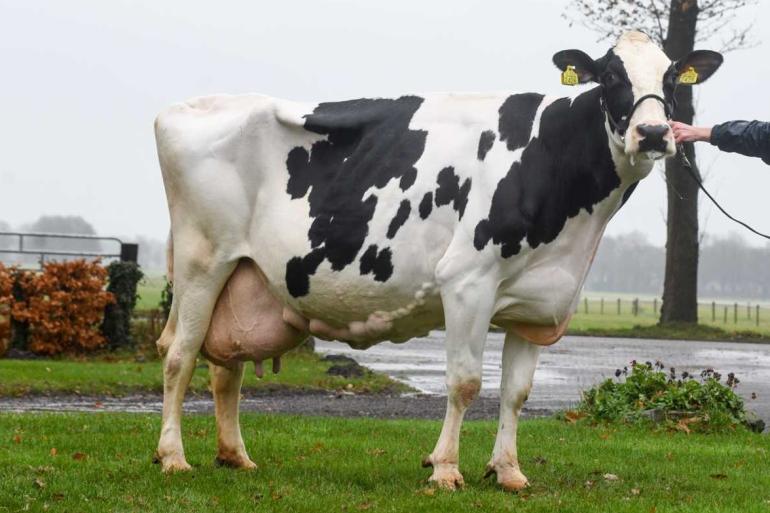 Al voor haar tiende verjaardag passeerde Nelly 109 de grens van 100.000 kg melk