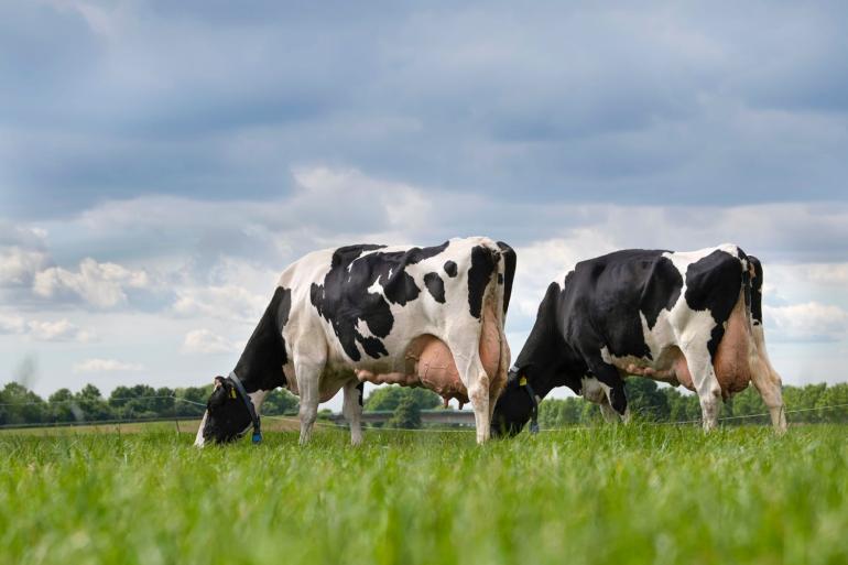 Per levensdag produceert de Nederlandse melkkoe nu 17,1 kg melk, bijna vijf kilo meer dan in 2000.