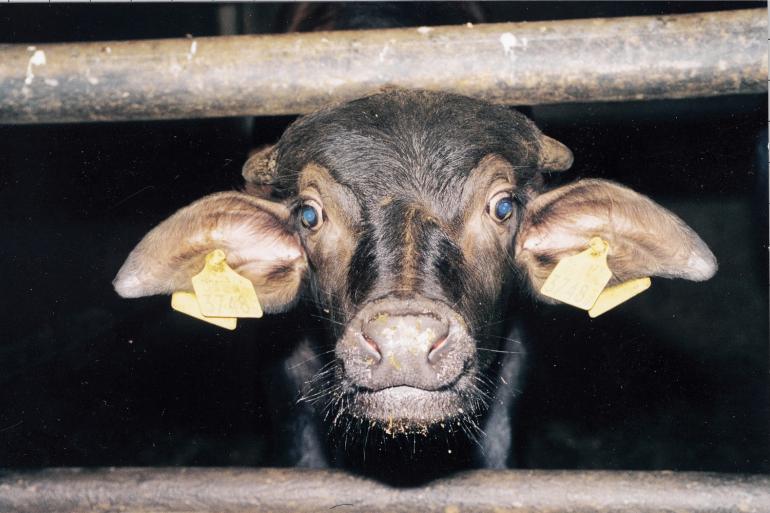 Op vrijdag 10 januari is mond-en-klauwzeer vastgesteld bij drie waterbuffels in de Duitse deelstaat Brandenburg (foto ter illustratie)