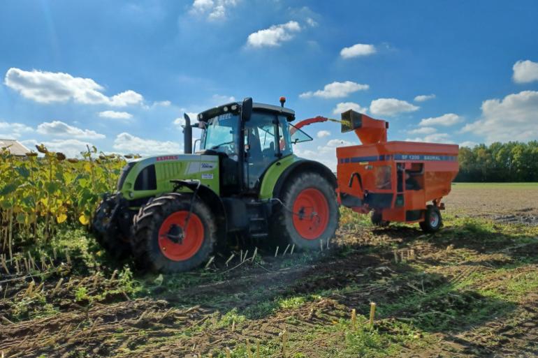 De zonnebloemen werden gehakseld en de opbrengst werd gemeten (foto: Inagro)