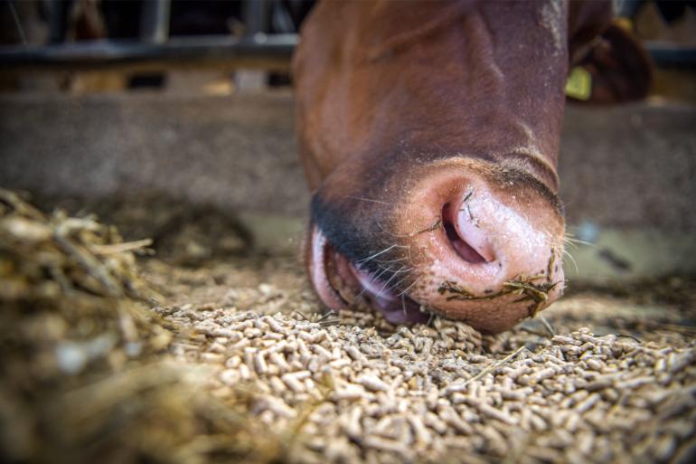 Het eiwitaandeel in het rantsoen zal stapsgewijs verlaagd moeten worden naar 158 gram per kg ds in 2026