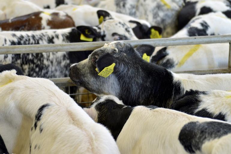 Het ministerie onderzoekt de mogelijkheden om jonge kalveren langer op het melkveebedrijf te houden