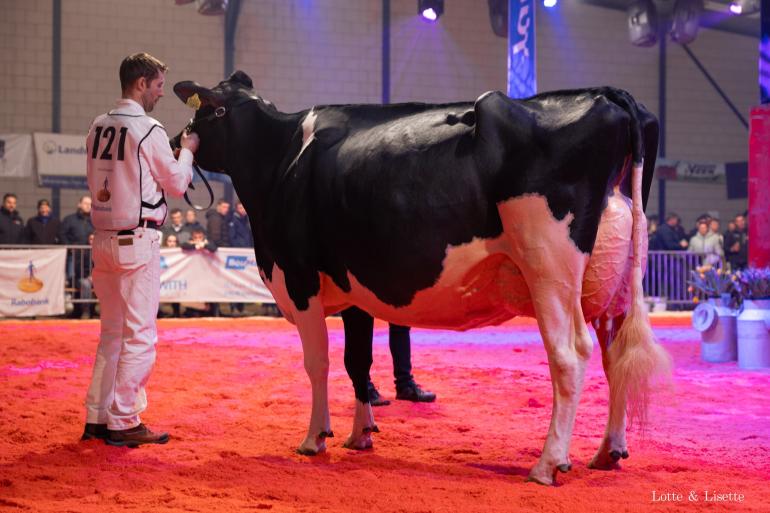 Bons-Holsteins Ella 245 (v. Doorman) wint het algemeen kampioenschap in Noordeloos