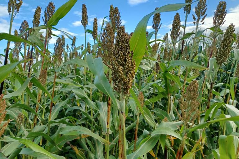 De mengteelt van mais en sorghum bracht 14,8 ton drogestof per hectare op met een voederwaarde van 940 vem en 358 gram zetmeel per kg drogestof (foto: Inagro)