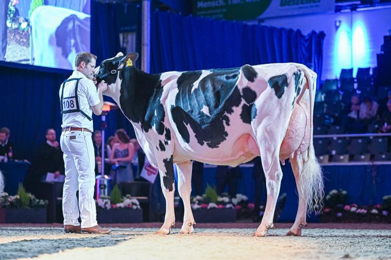 O Katy won vorig jaar in Verden al de vaarzentitel (foto: Mathias Penn)