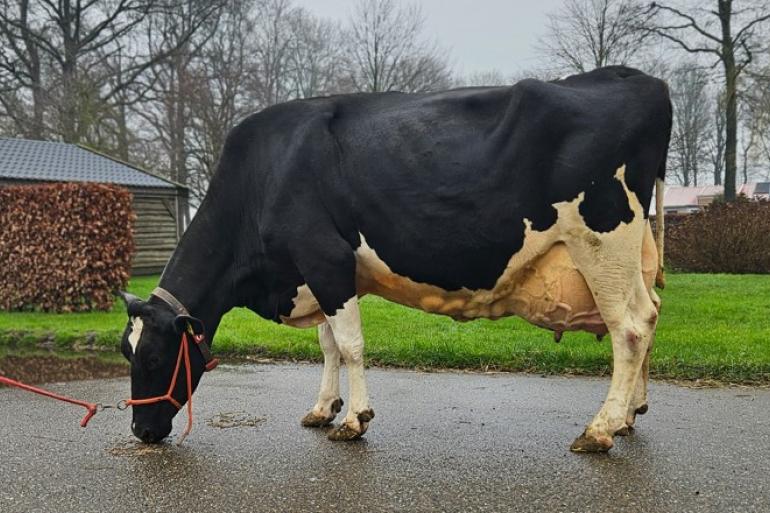 Riebeeck Ida 842 (v. Gunnar), honderdtonner nummer vijf in een uniek vijfgeslacht (foto: familie Ruijter)