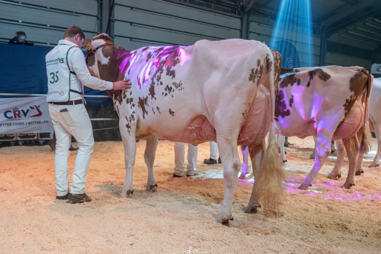 De titel bij roodbont ging naar Heerenbrink Dolly Rae (foto: Fleur Maartje Bakker)