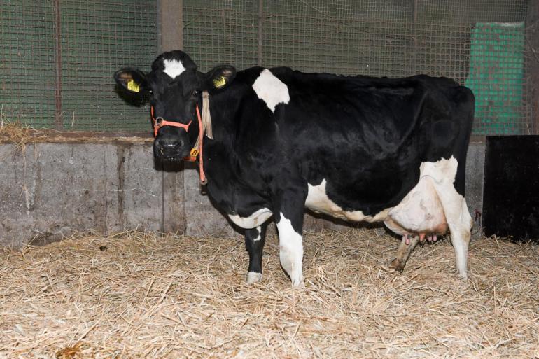 De door de familie Rotteveel gefokte en als vaars verkochte Annie 109 gaf bij de buurman 70.000 kg melk, terug op het geboortebedrijf kwam daar al weer bijna 60.000 kg bij (foto: Harrie van Leeuwen)