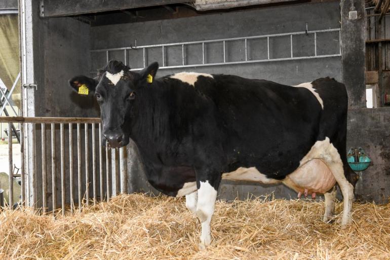 Haar eigenaren beschouwen het predicaat Sterkoe 3 voor Jo 38 als een complimentje voor hun management (foto: Harrie van Leeuwen)