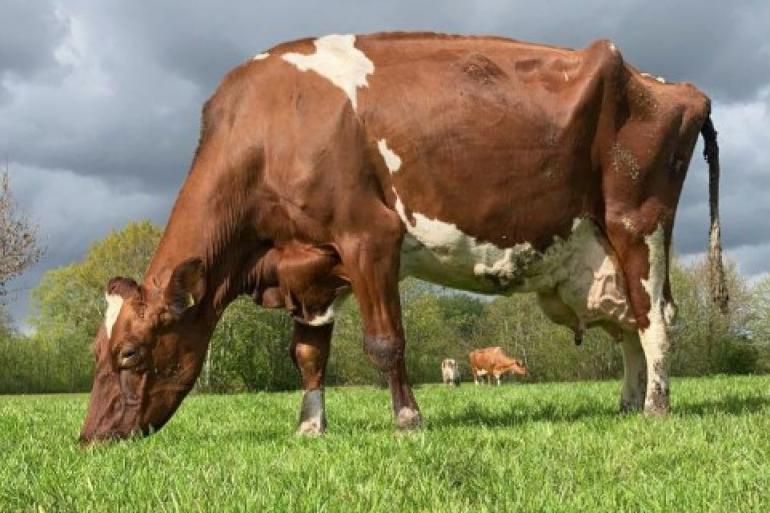 Sterkoe 3 Wisconsin Ilse 2 produceerde ruim 136.000 kg melk op enkel gras en krachtvoer (foto: Oedsen Visser)