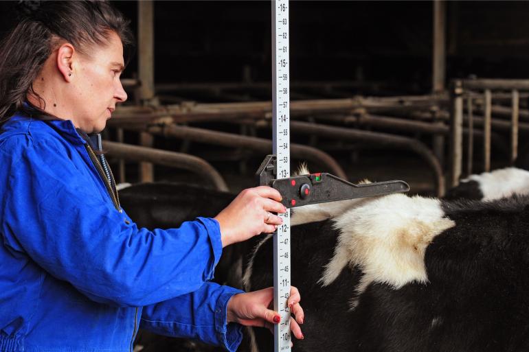 De kalveren die zijn geboren in de periode dat de melkproductie op een bedrijf in een dip zat, houden een ontwikkelingsachterstand