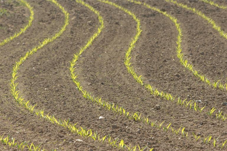  Door vervallen van de derogatie komt er meer ruimte in het bouwplan voor de teelt van energierijke gewassen zoals mais of voederbieten als aanvulling op eiwitrijk gras in het rantsoen