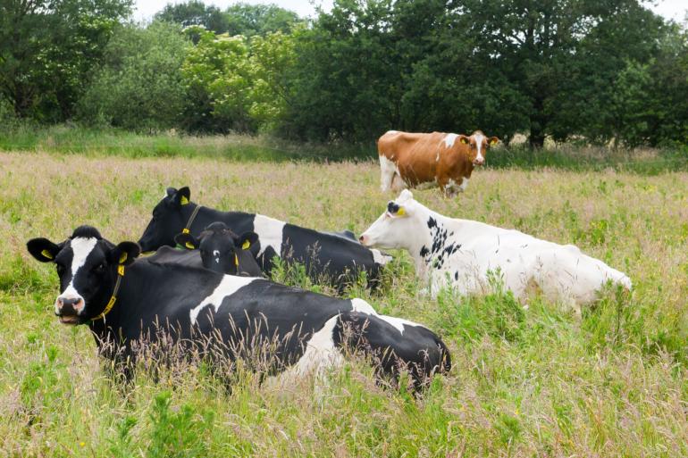 Door begrazing nam de soortenrijkdom op verschraald grasland toe